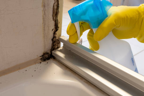 Best Commercial Mold Remediation in Somersworth, NH