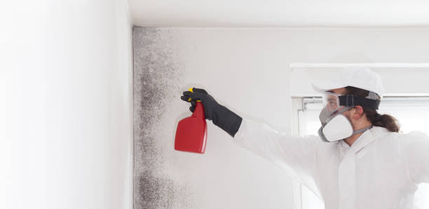Best Insurance-Related Mold Remediation in Somersworth, NH