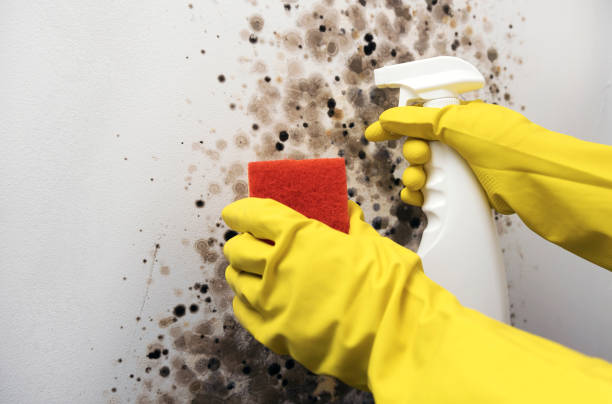 Best Residential Mold Remediation in Somersworth, NH
